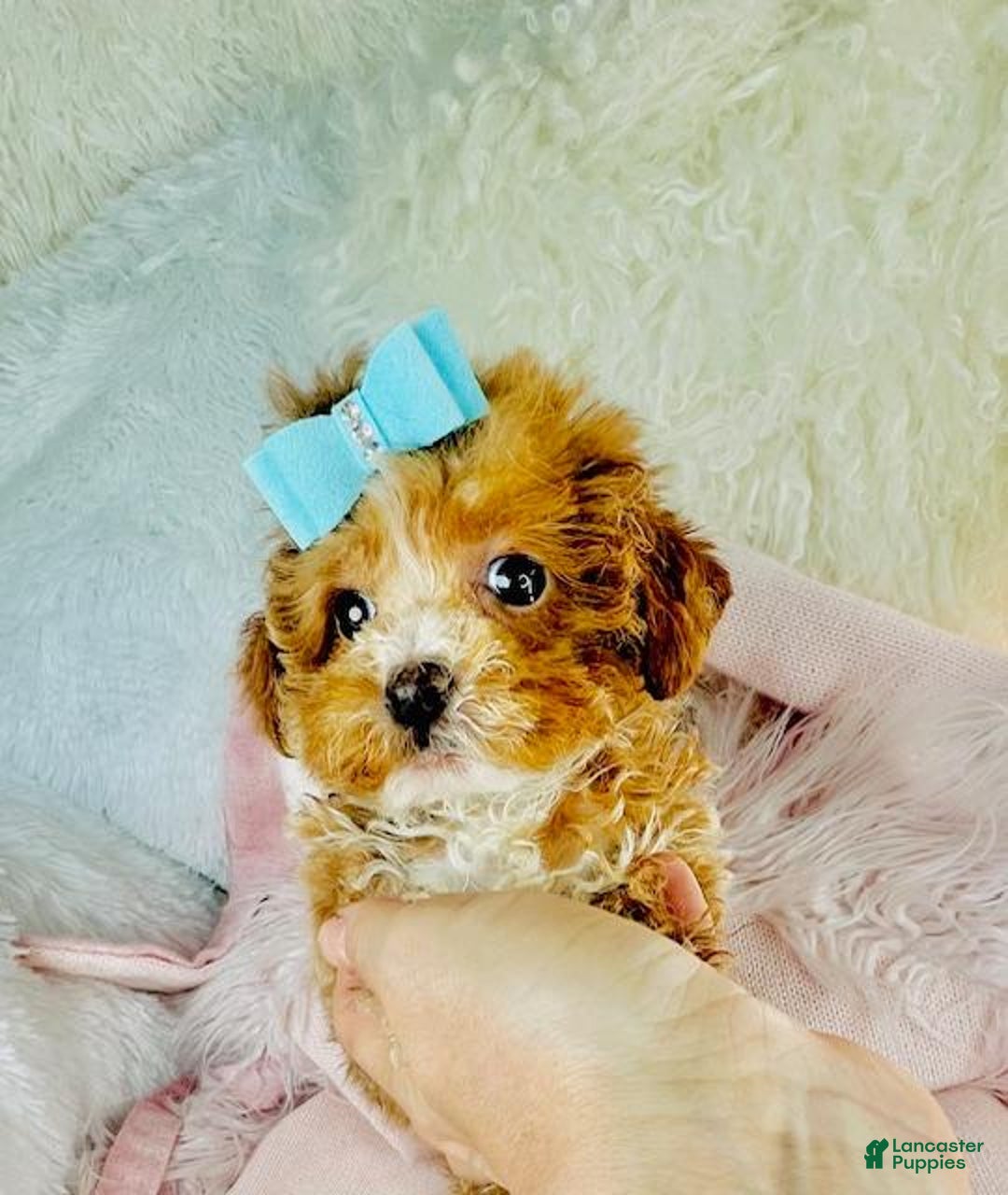 Toy Poodle dogs for sale: Teacup Poodle Puppy 1 - Ad 2