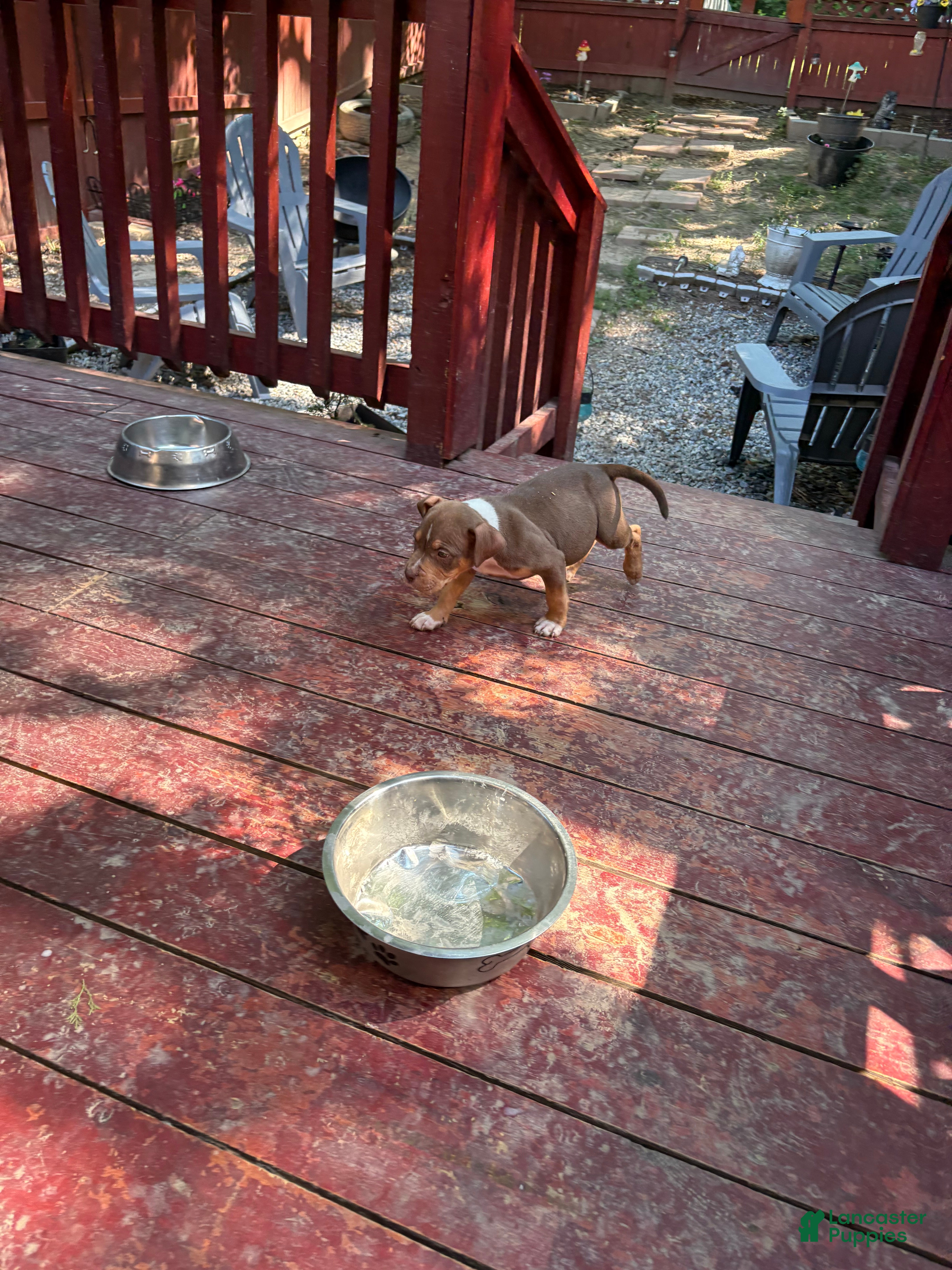 American Bully dogs for sale: American Bully Puppy 1 - Ad 1