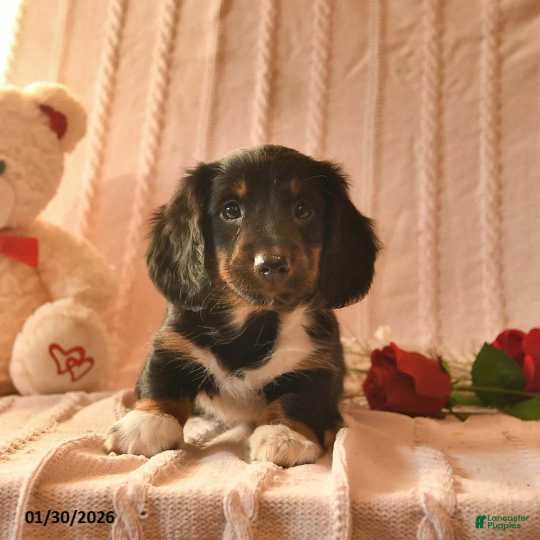Miniature Dachshund dogs for sale: Jarvis  - Ad 5