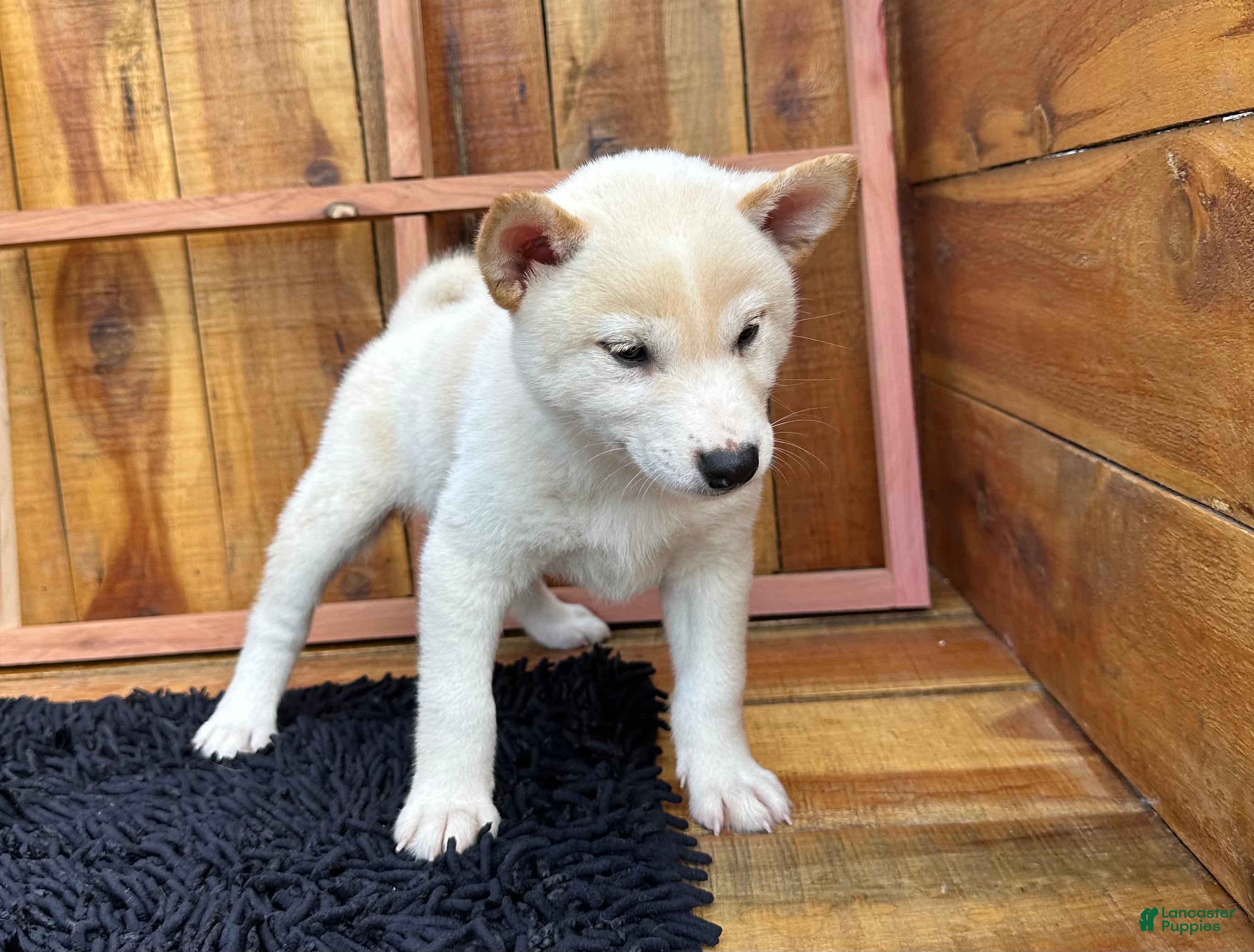 Shiba Inu dogs Shiba Inu Puppy 3 - Ad 2