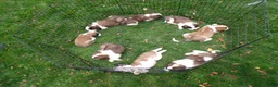 Saint Bernard dogs for sale: Clifford - Ad 5