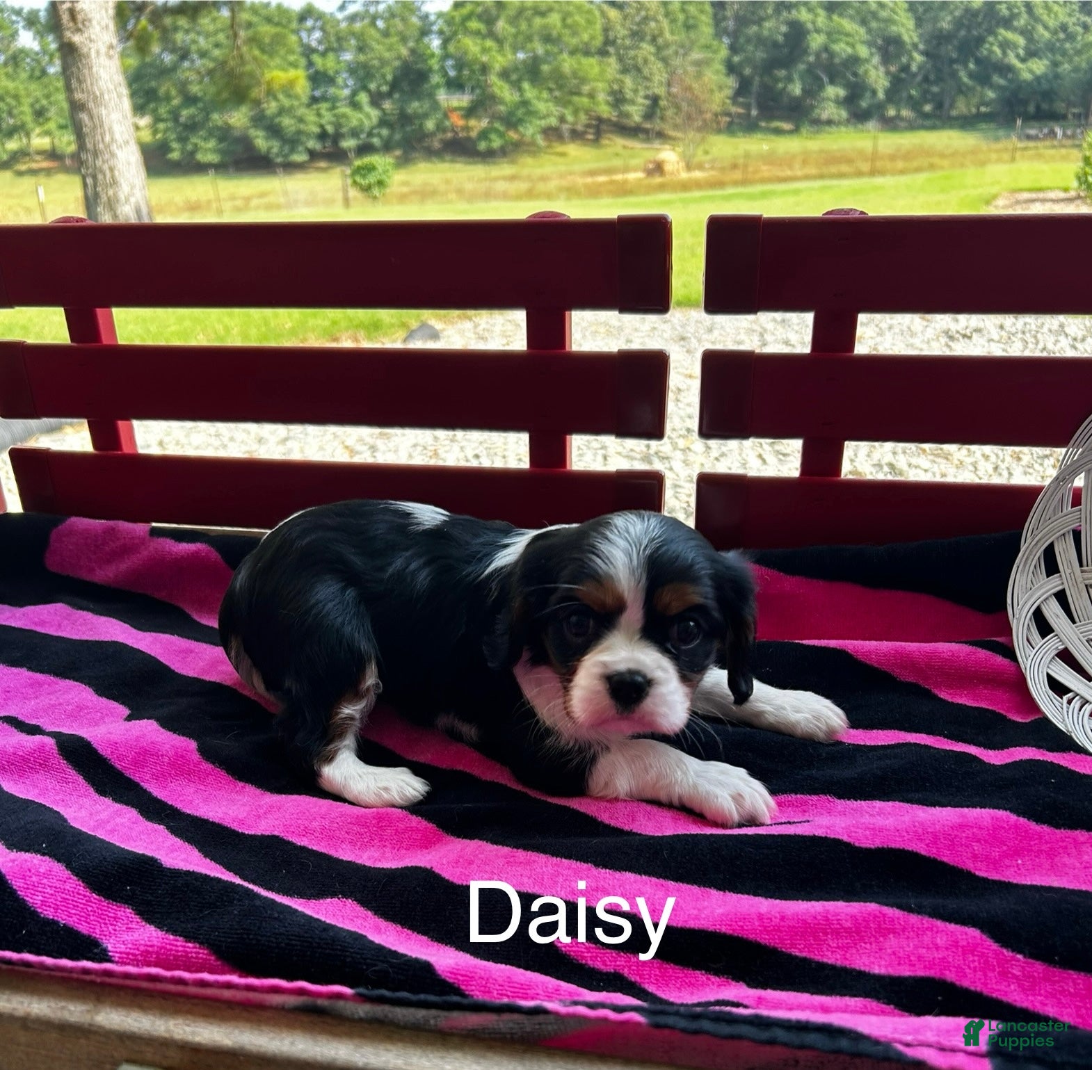 Cavalier King Charles Spaniel dogs Cavalier King Charles Spaniel Puppy 3 - Ad 33