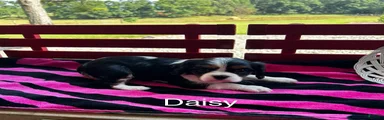 Cavalier King Charles Spaniel Puppy 3