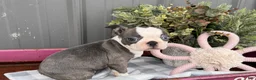 Boston Terrier dogs for sale: Airy  - Ad 4