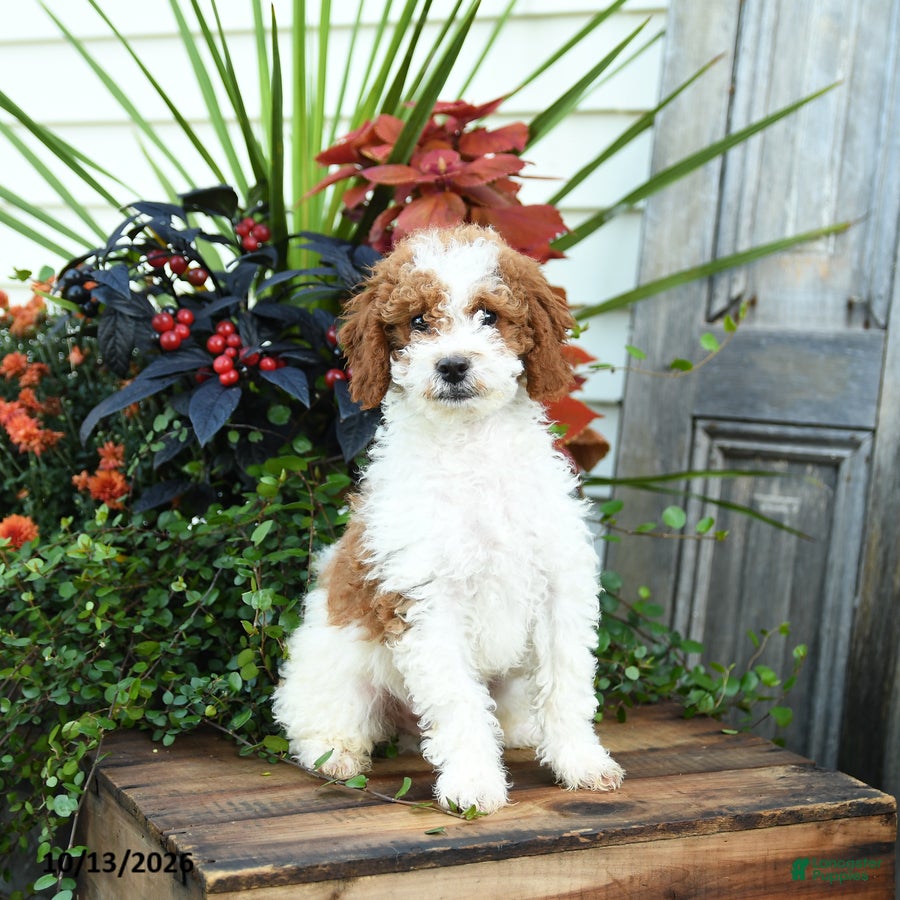 Goldendoodle dogs Hamlet - Ad 1