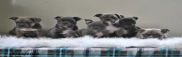 Frenchton dogs for sale: Buster - Ad 5