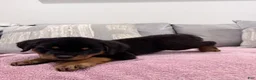 Rottweiler dogs for sale: Rottweiler Puppy 1 - Ad 7