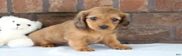 Dachshund dogs for sale: Glory  - Ad 2