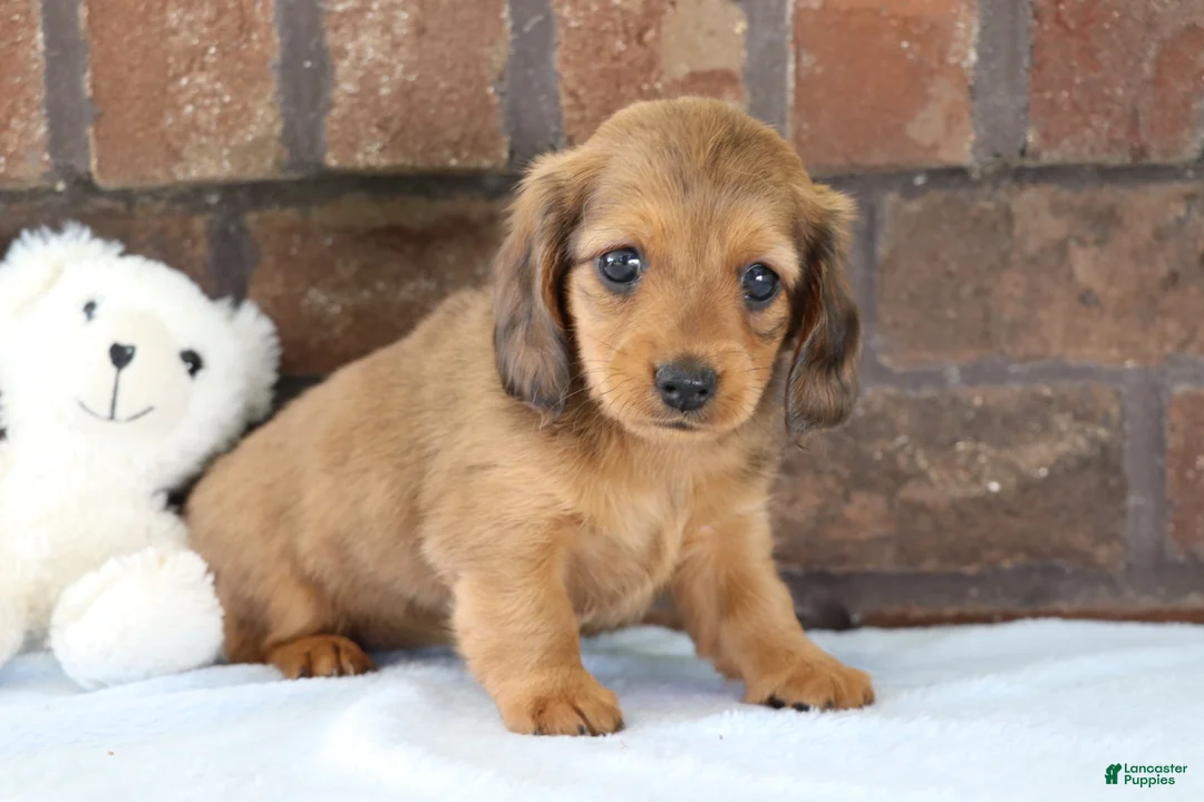 Dachshund dogs for sale: Glory  - Ad 2