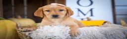Labrador Retriever dogs for sale: NALA - Ad 9