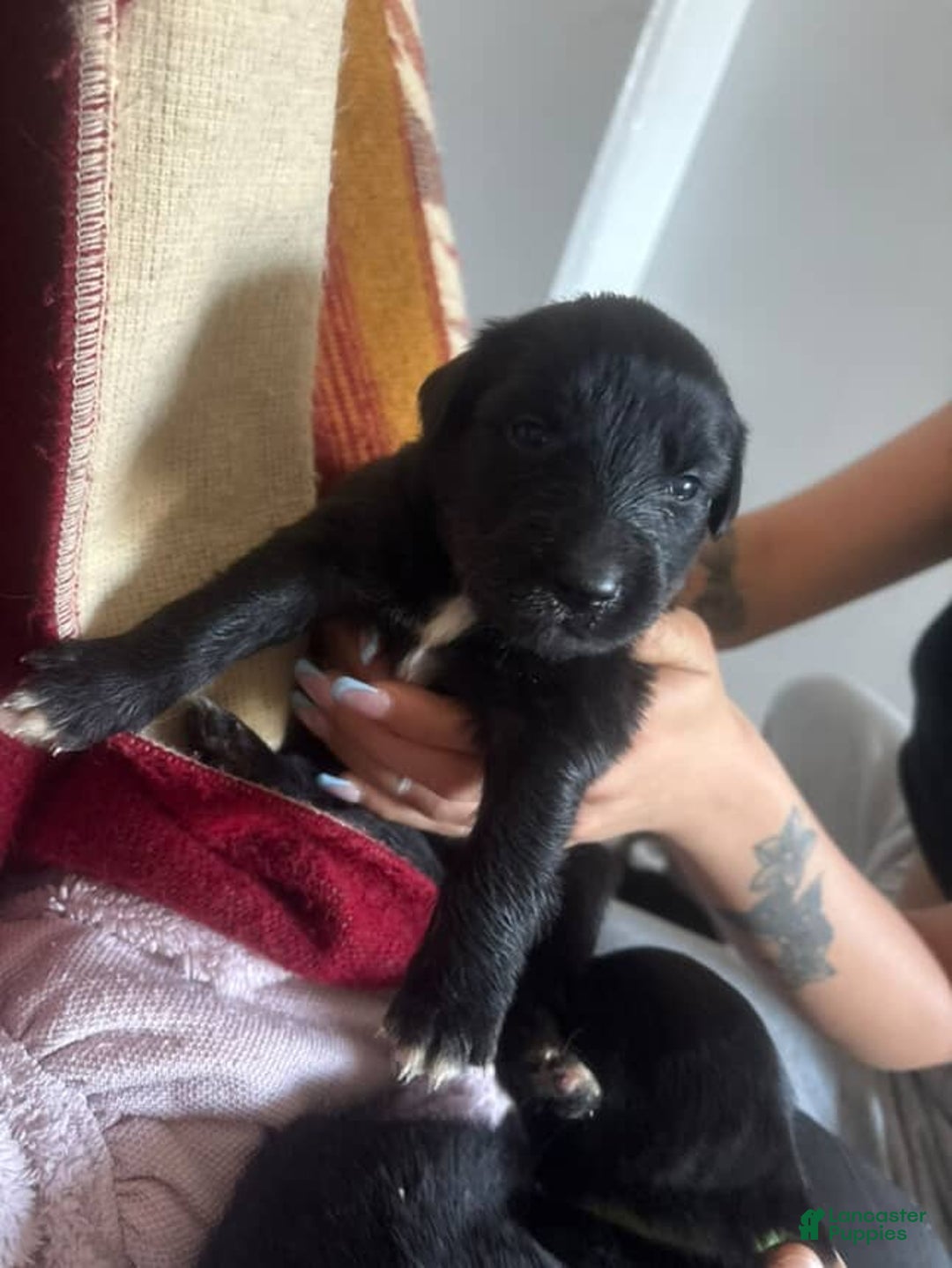 Mixed Breed dogs for sale: Ella - Ad 3