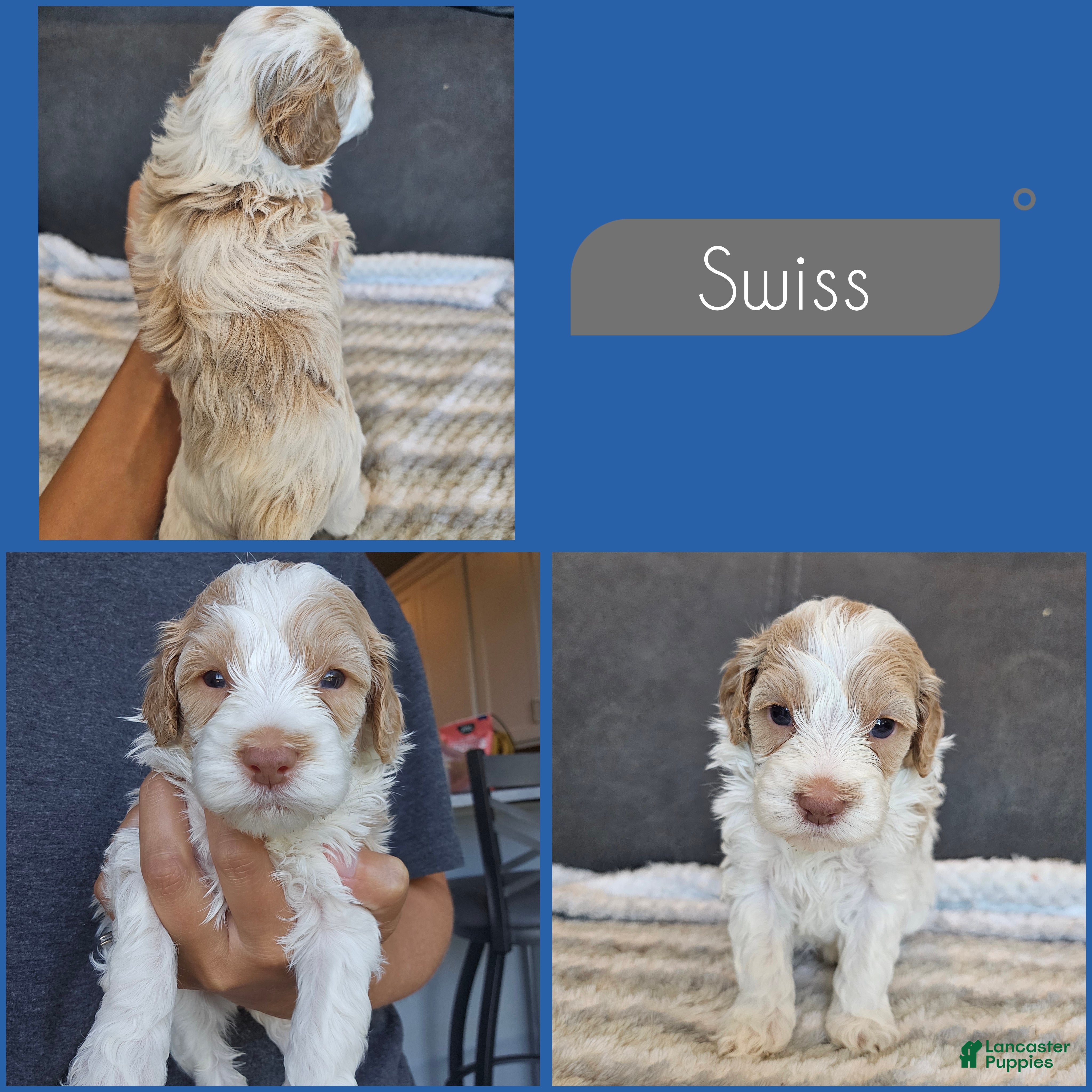 Cockapoo dogs Swiss - Ad 1