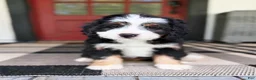 Mini Bernedoodle dogs for sale: Sid - Ad 1