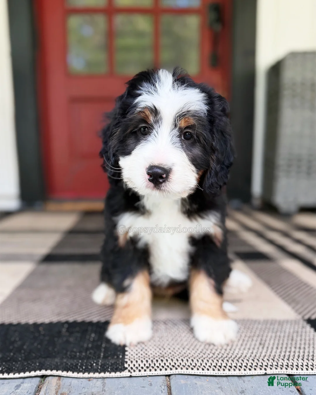 Mini Bernedoodle dogs for sale: Sid - Ad 1