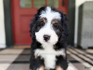 Mini Bernedoodle dogs Sid - Ad 21