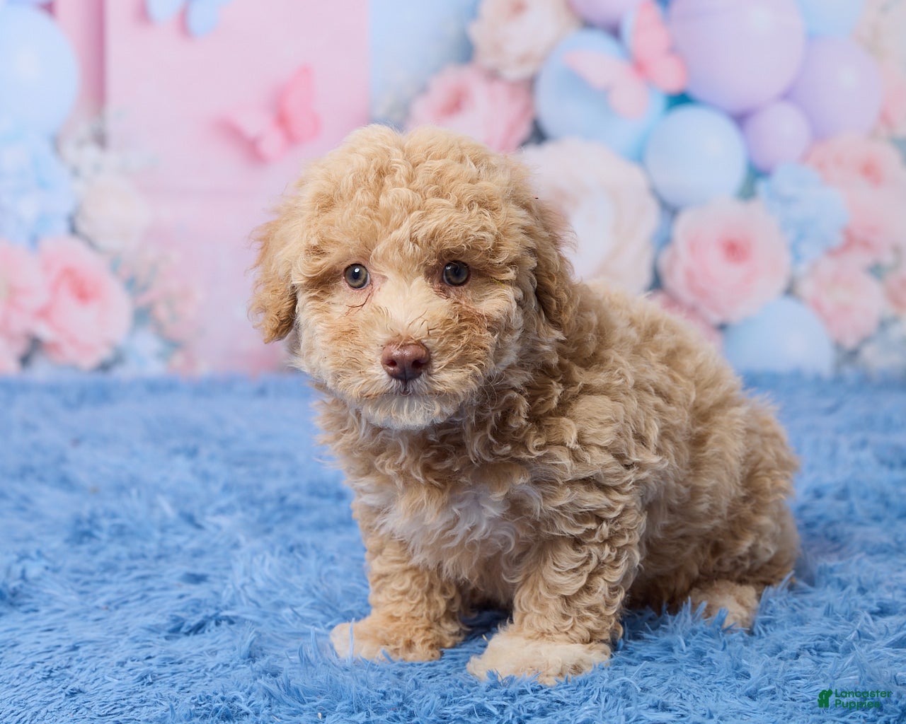 Aussiedoodle dogs Sally - Ad 2
