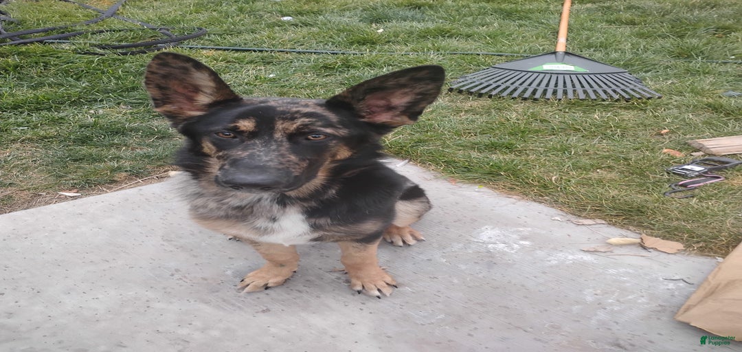 Gallery Image {{count}}