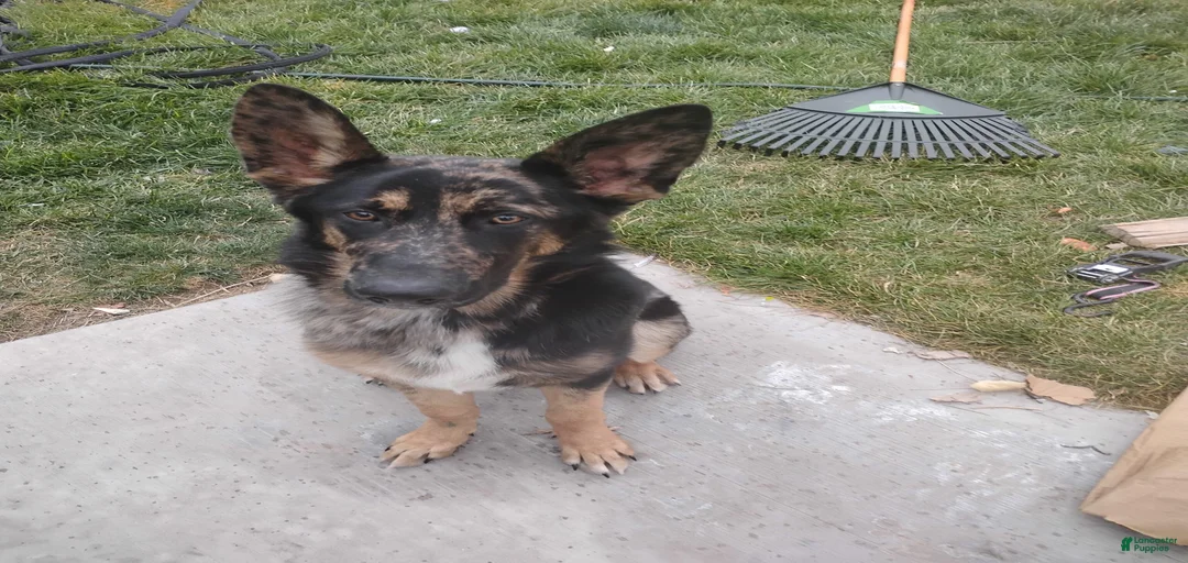 Gallery Image {{count}}