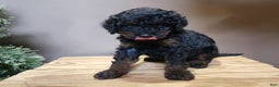 Mini Bernedoodle dogs for sale: Klaus - Ad 10