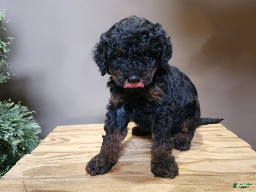 Mini Bernedoodle dogs for sale: Klaus - Ad 10