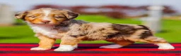 Mini Aussiedoodle dogs for sale: Brenda - Ad 3