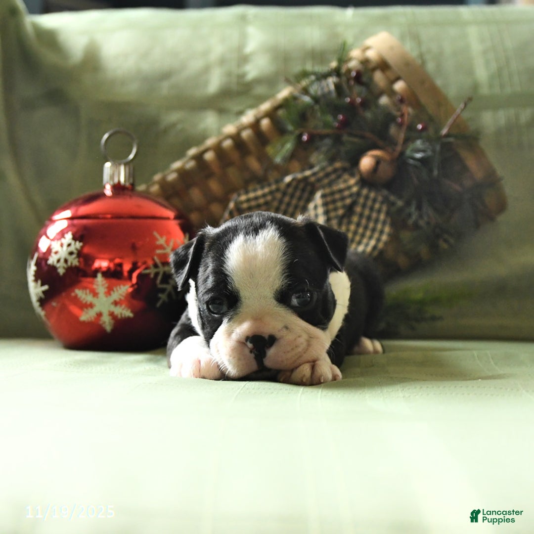 Boston Terrier dogs for sale: Oscar - Ad 4