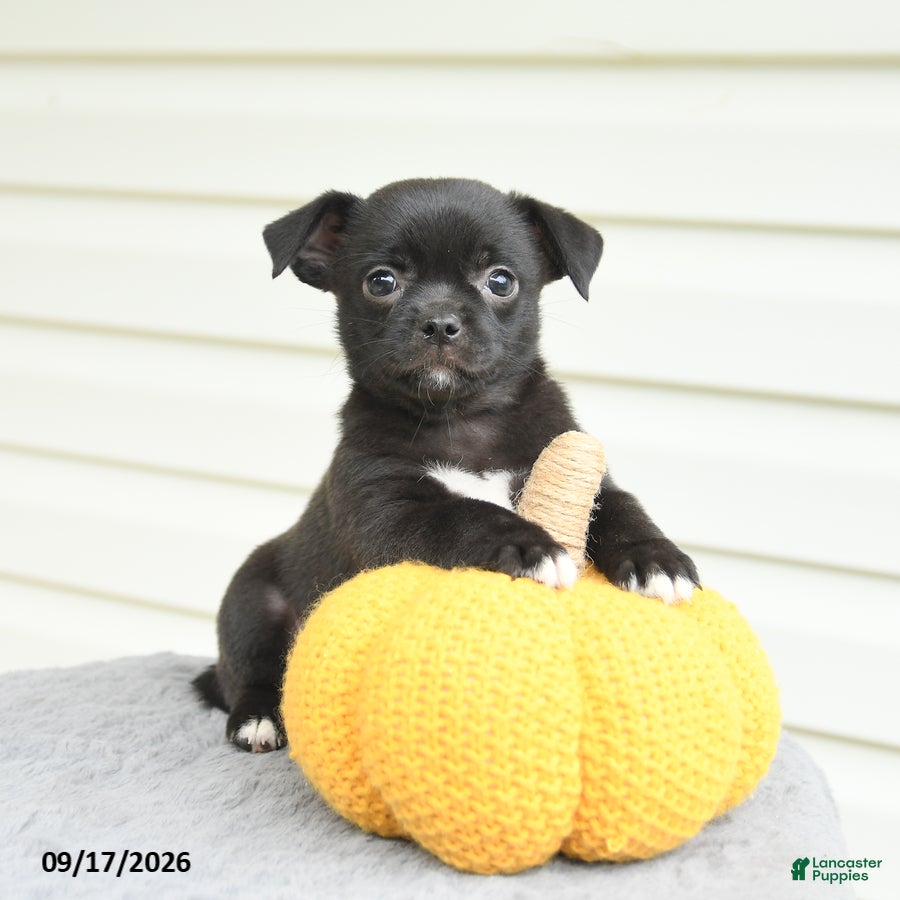 Mixed Breed dogs Sparkles - Ad 1