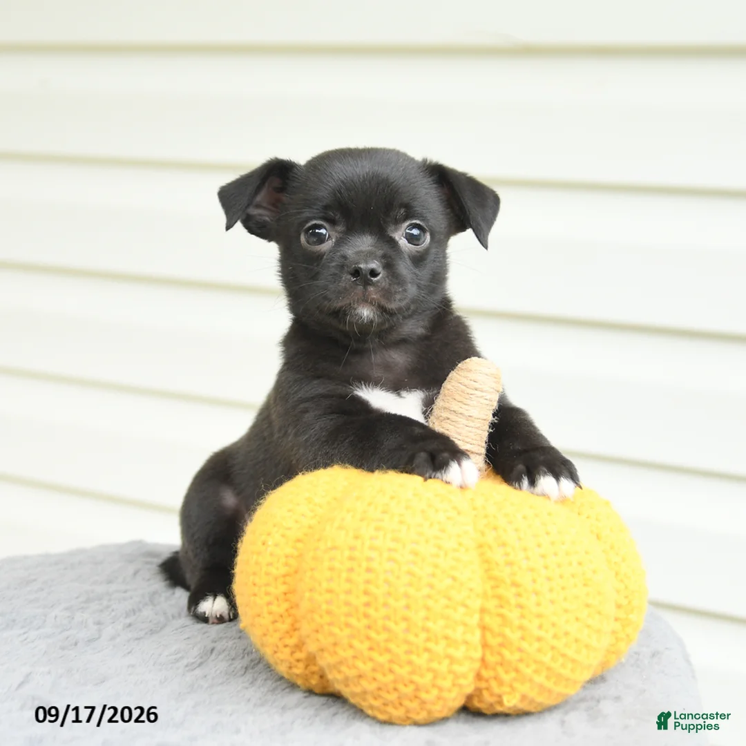 Mixed Breed dogs for sale: Sparkles - Ad 1