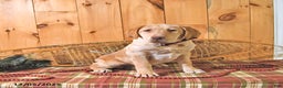 Labrador Retriever dogs for sale: Princess - Ad 2