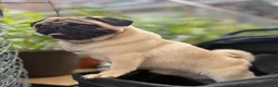 Pug dogs for sale: Pug 1 - Ad 4