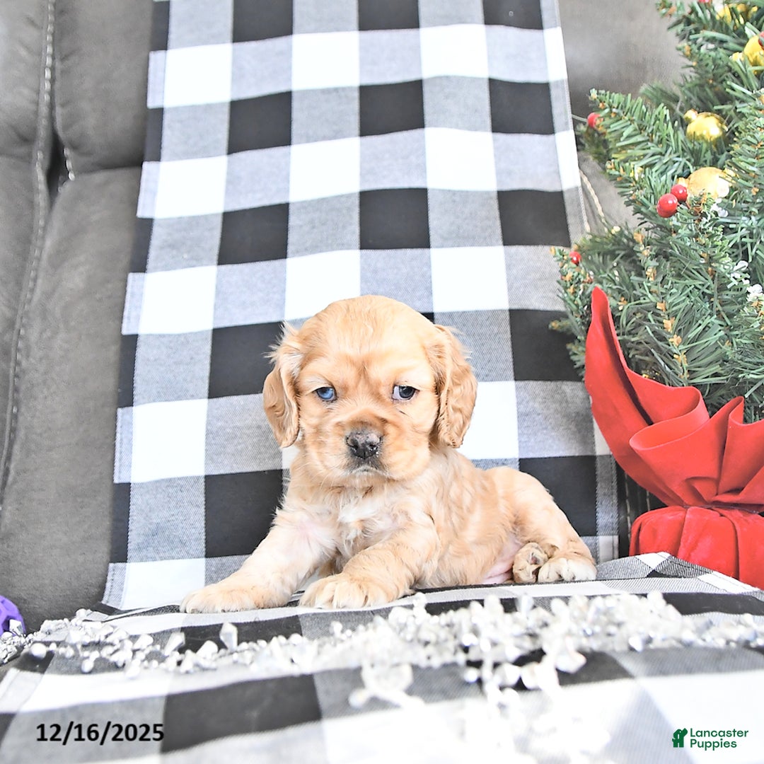 Cocker Spaniel dogs for sale: Tinsel - Ad 1