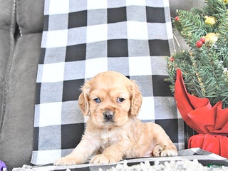 Cocker Spaniel dogs Tinsel - Ad 6