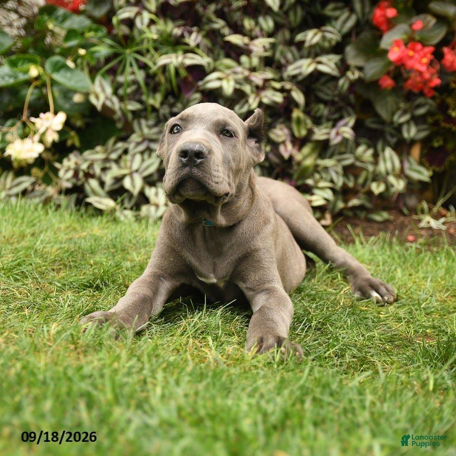 Cane Corso dogs Leo  - Ad 2