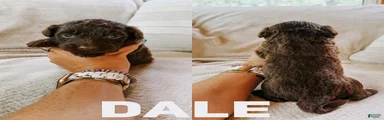 Dale