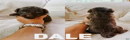 Aussiedoodle dogs for sale: Dale - Ad 1