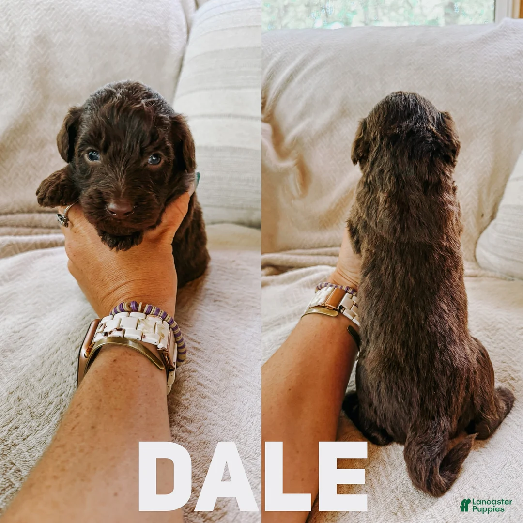 Aussiedoodle dogs for sale: Dale - Ad 1