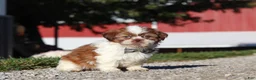 Shih Tzu dogs for sale: Micah - Ad 5