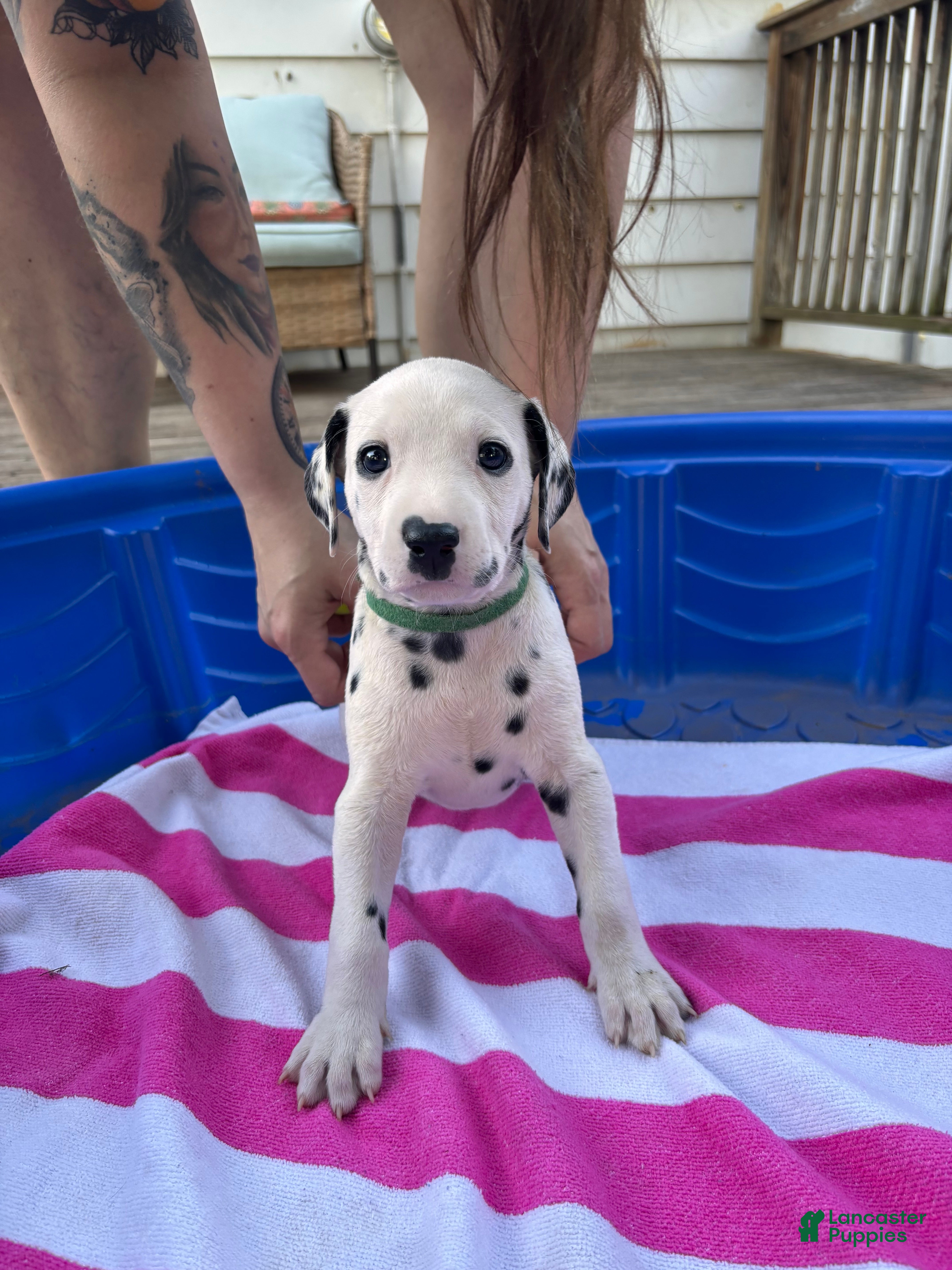 Dalmatian dogs Dalmatian 7 - Ad 11