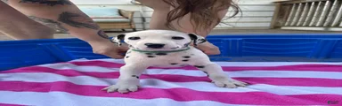 Dalmatian 7