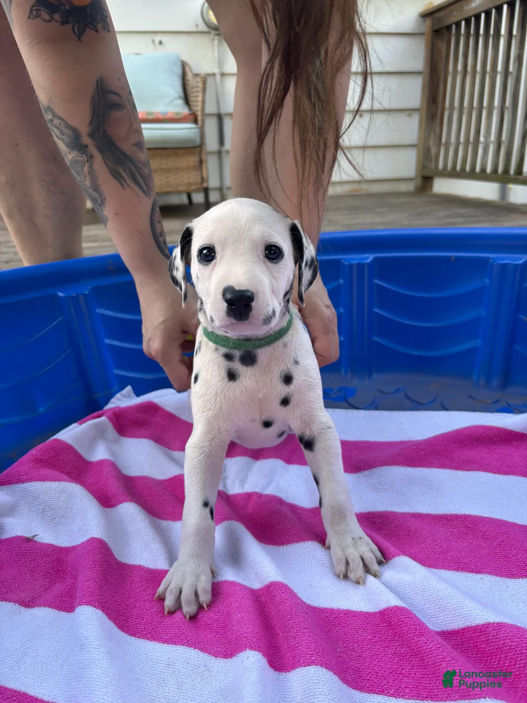 Dalmatian dogs for sale: Dalmatian 7 - Ad 1