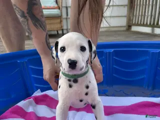 Dalmatian dogs Dalmatian 7 - Ad 6