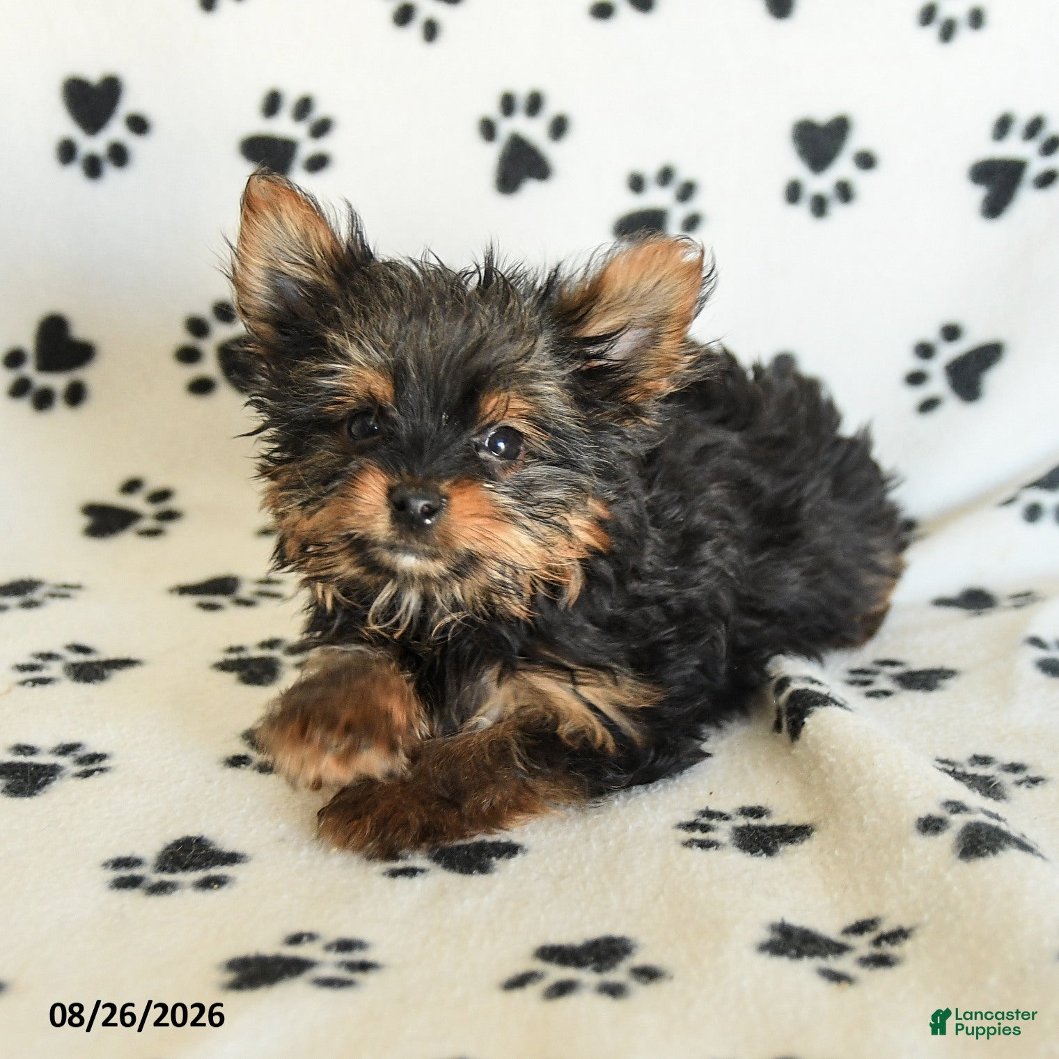 Yorkshire Terrier dogs Hamlet - Ad 2