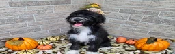 Mini Aussiedoodle dogs for sale: F1 Kiwi - Ad 2