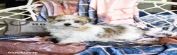 Morkie dogs for sale: Maple   - Ad 4