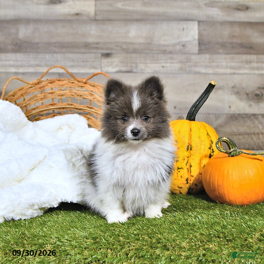Noel, Pomeranian