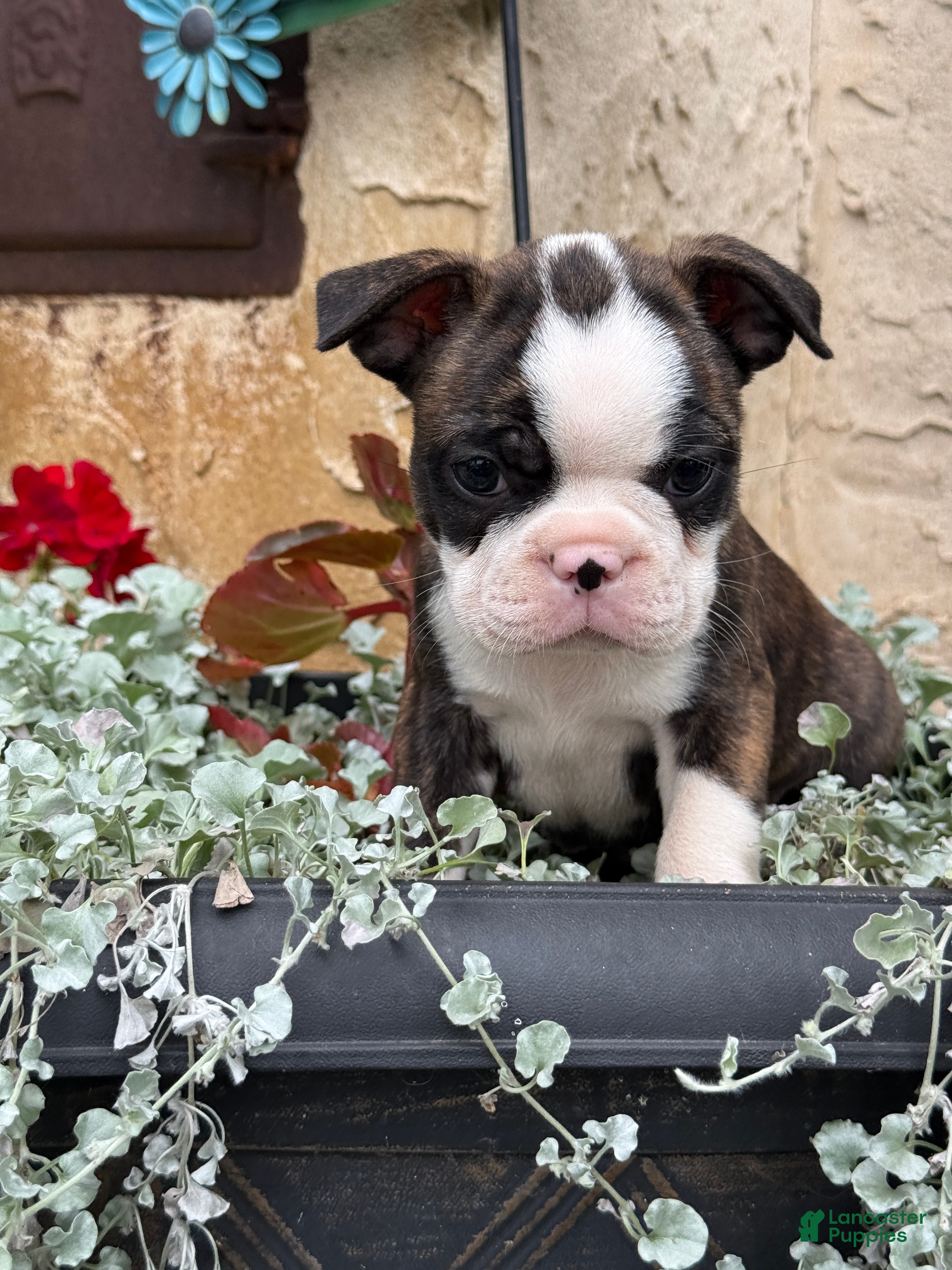 Boston Terrier dogs Kathi - Ad 1