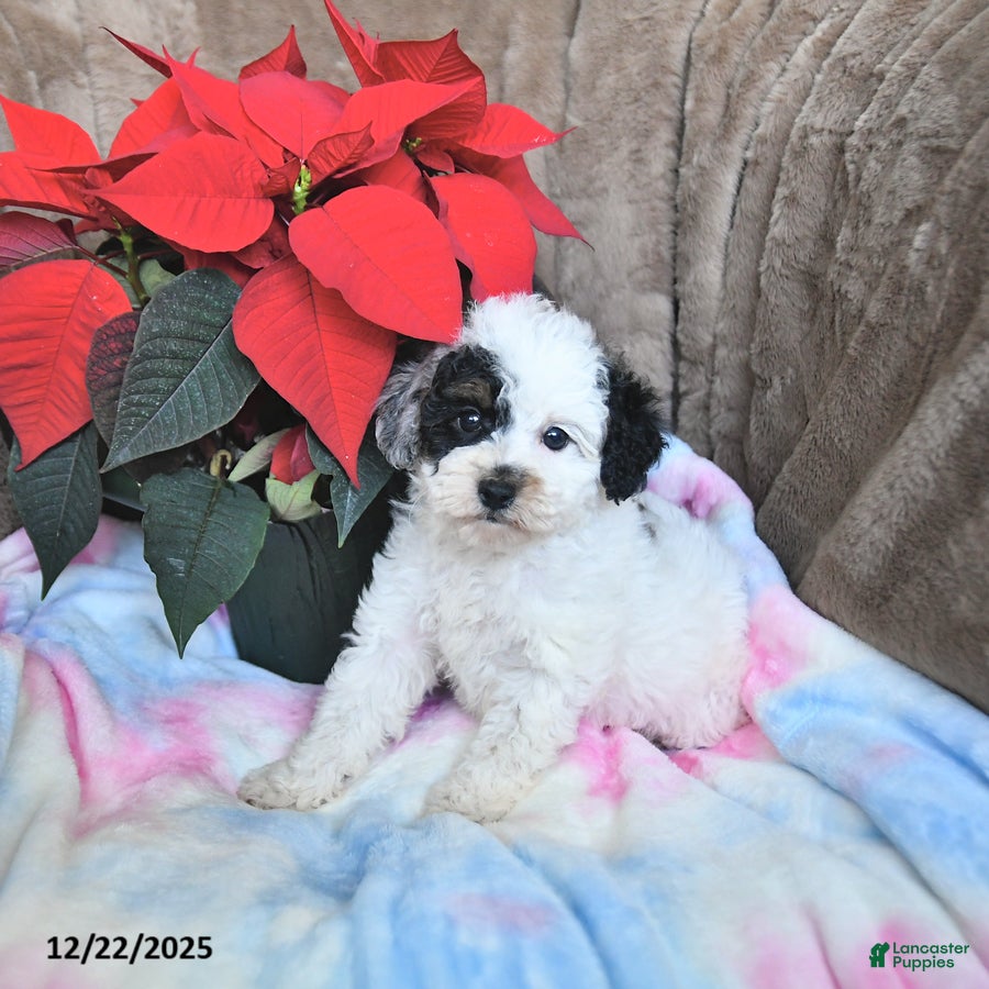 Toy Poodle dogs Kaitlyn - Ad 4