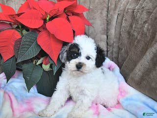 Toy Poodle dogs Kaitlyn - Ad 20