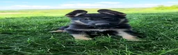 German Shepherd dogs for sale: Lightning - Ad 3