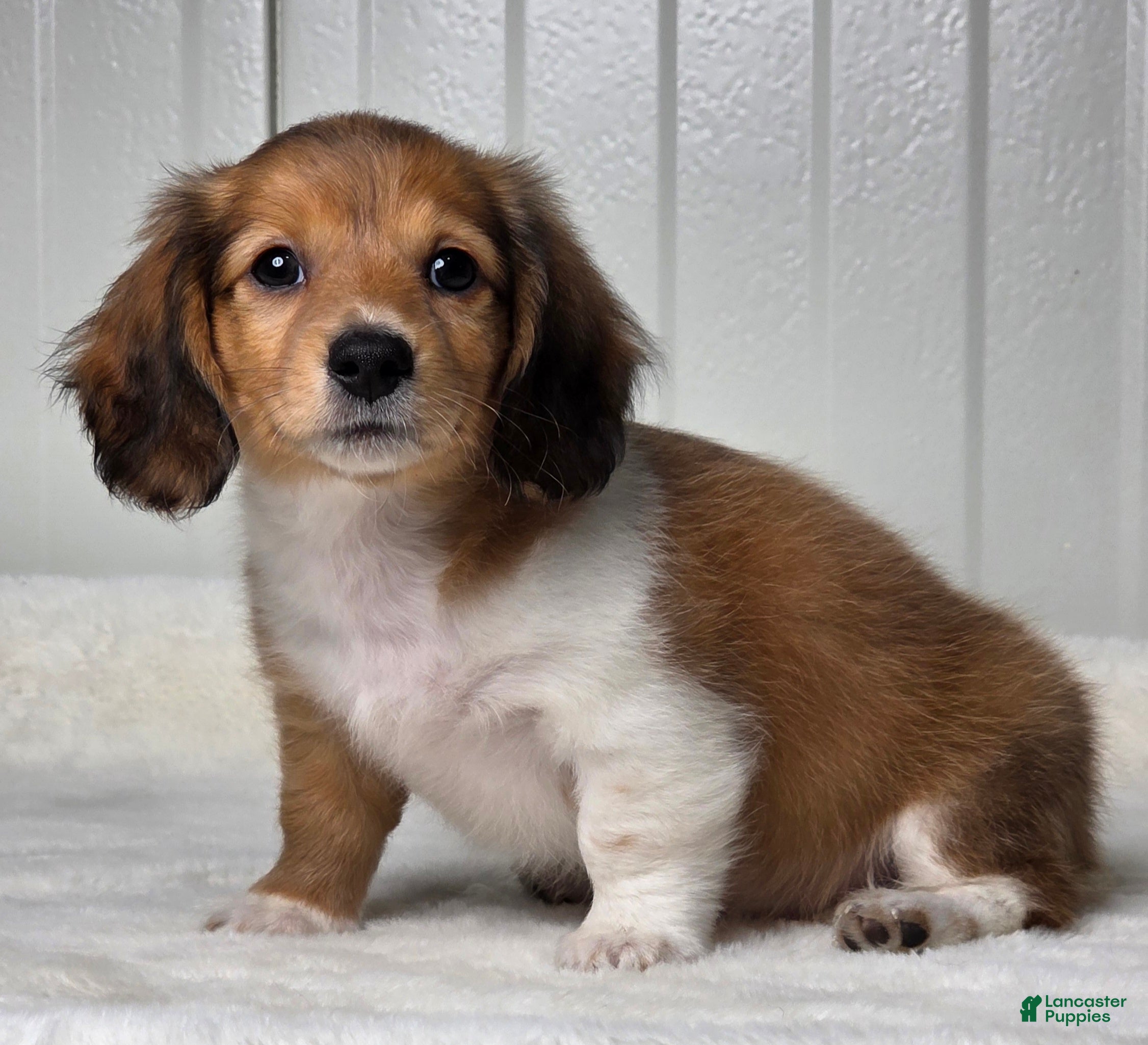 Miniature Dachshund dogs Autumn  - Ad 2